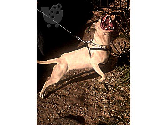 Dogo Argentino Koutavakia